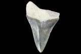 Serrated, Bone Valley Megalodon Tooth - Florida #99846-1